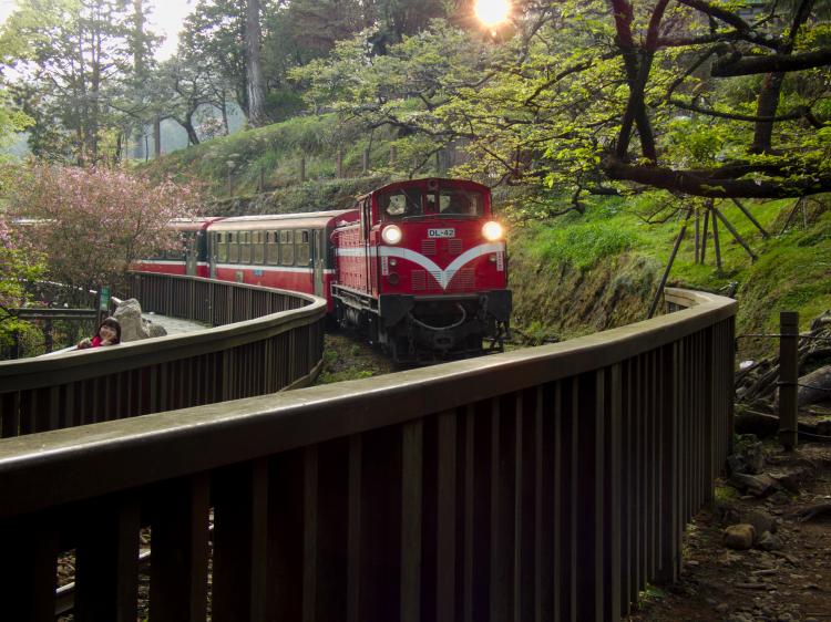 An old red train driving towards the camera into a curve through some trees
