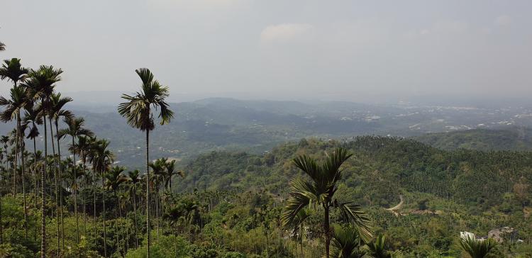 A panorama of palm trees and other greenery in a hilly landscape, fading out into the haze in the distance