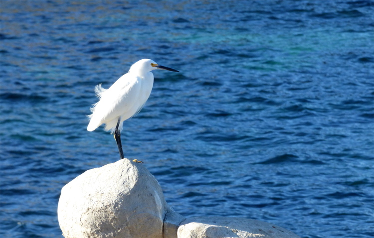 A white bird with long legs and a narrow black beak resting on a stone in the blue sea