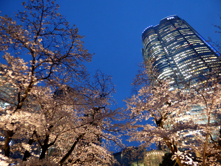 Cherry trees illuminated at night with a high-rise building in the background