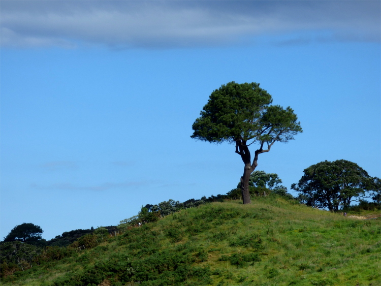 A single tree standing on the cusp of a grassy hill