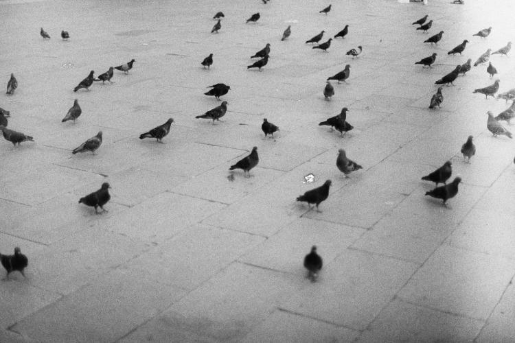 A loose flock of pigeons walking around on a stone floor