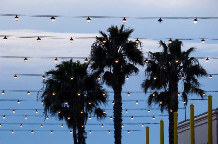 Strings of lights spanned across a street in front of three palm trees and a dark blue sky