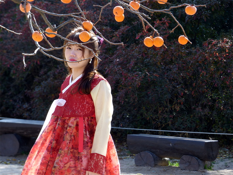 A young Korean woman in traditional Hanbok dress looking at the camera through branches of a fruit tree