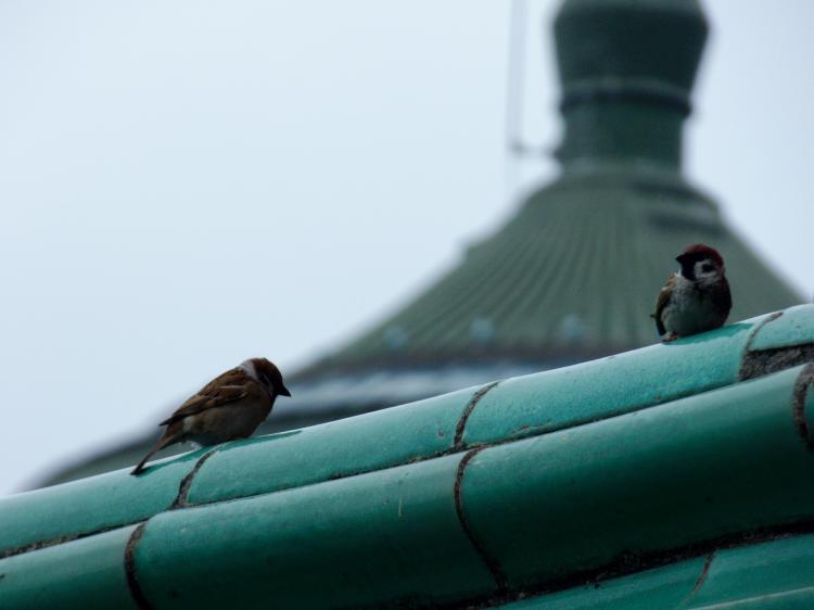 Two small birds sitting on the ridge of a turquoise-blue ceramic tile roof