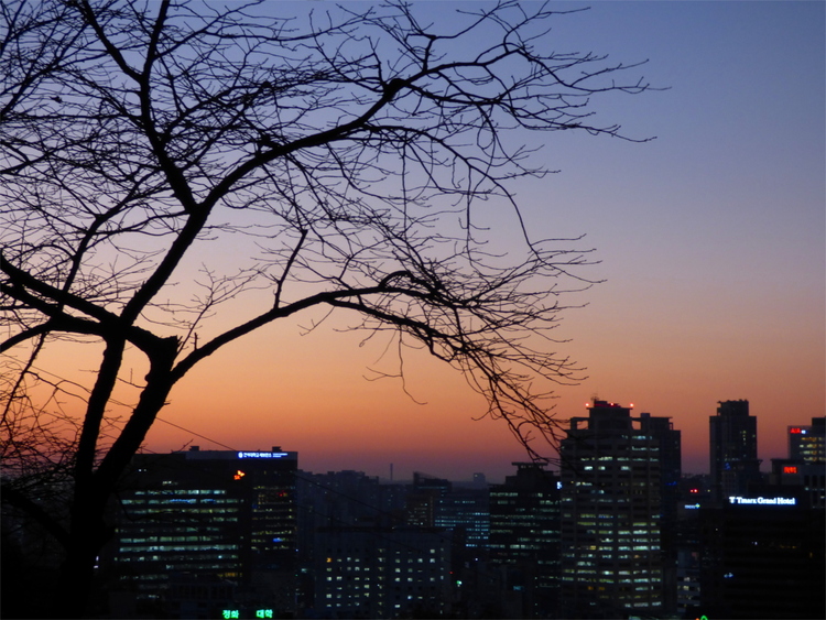 The silhouette of a leafless tree in front of a deep orange sunset above buildings in Seoul