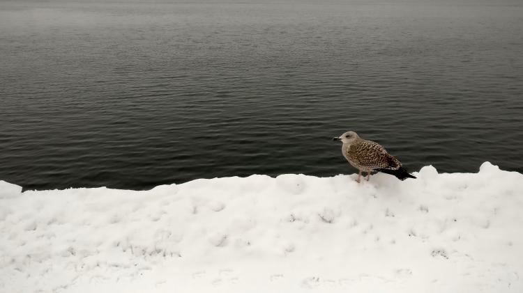 An almost monochrome picture of a seagull sitting in the snow on the edge of dark, almost black wavy water