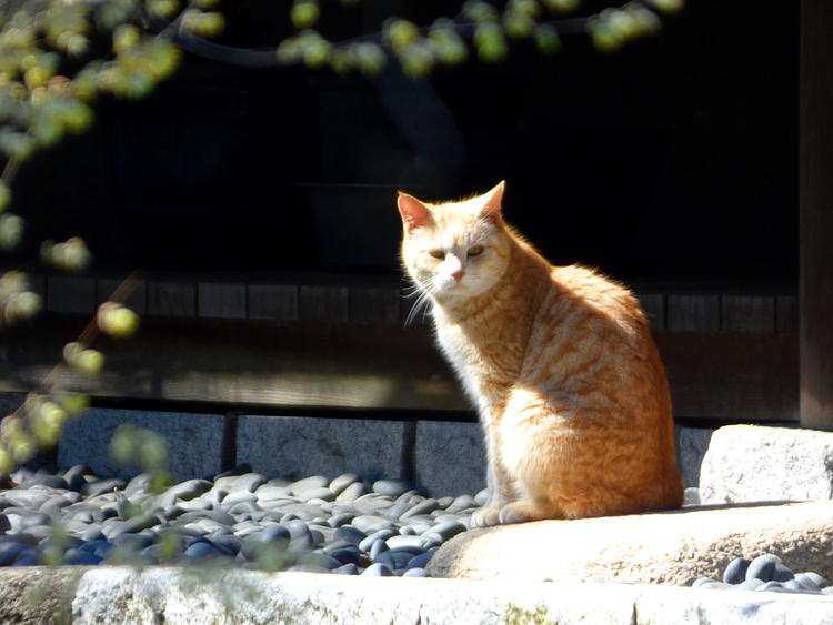 An orange-white cat sitting in the sun looking at the camera