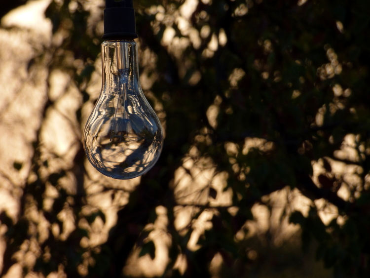 A close-up of a lightbulb distorting and reflecting silhouettes of leaves and branches in the background