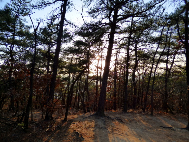 A sparse pine forest with the sun setting in the background sending rays of light towards the camera
