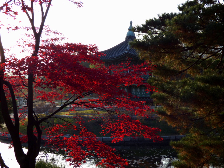 Red leaves of a maple tree in autumn partially obscuring a Korean palace building on a small artificial island
