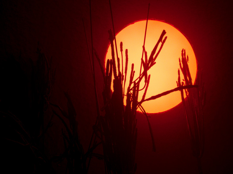 Silhouettes of a cactus standing in front of a circular red light