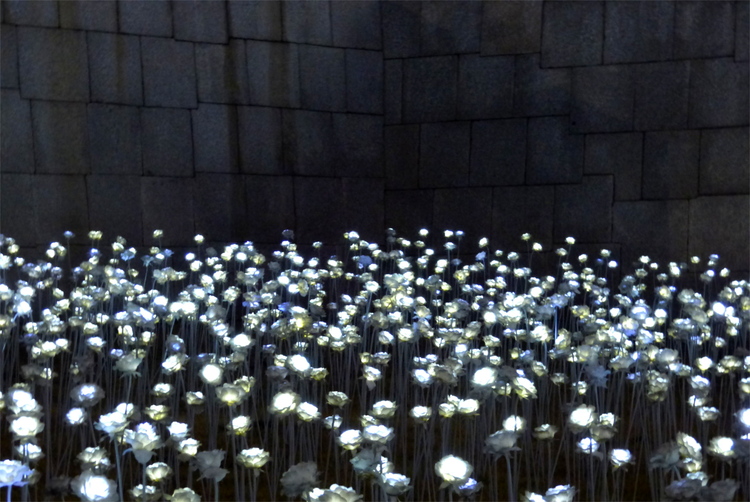 A field of glowing white artificial roses at night