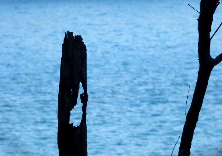 The dark silhouette of two pieces of wood against the blue ocean in the background