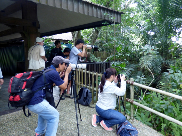 Three people with tripods and large cameras taking pictures of something in the bushes beside a path