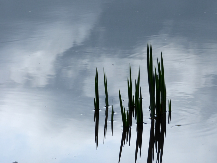 Leaves of a grass-like plant poking through a still water surface reflecting a cloudy sky